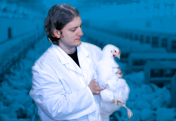 poultry processors